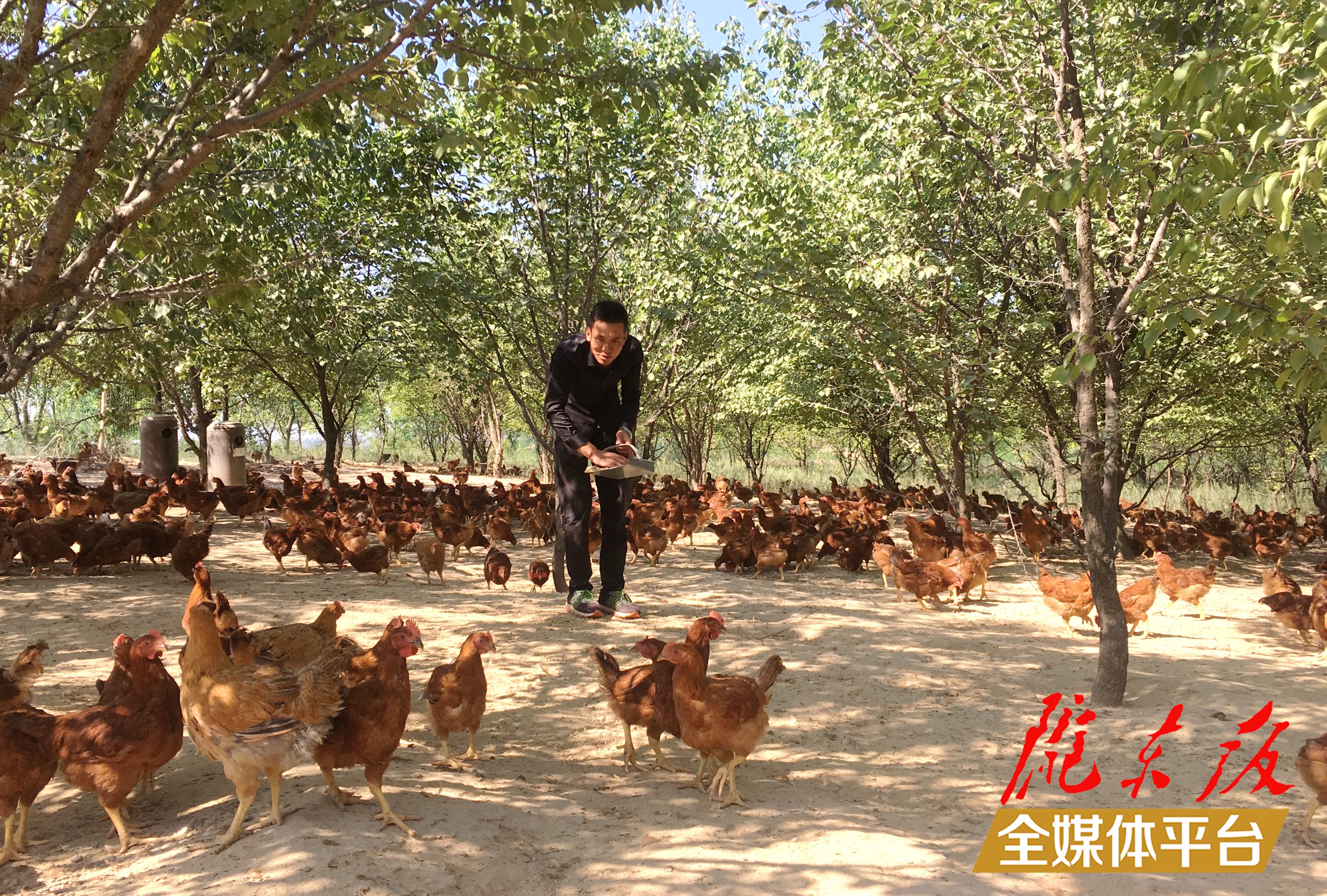 林下生態(tài)雞養(yǎng)殖。 盤小美 攝