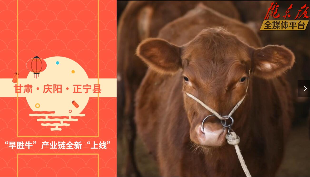 【慶陽視頻】目標(biāo)20萬頭！正寧縣打造西北肉牛養(yǎng)殖大縣