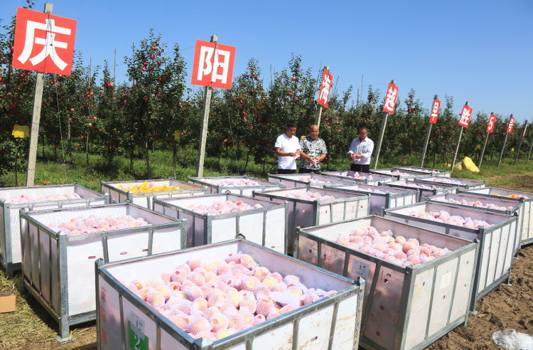 9月20日，慶陽海越農(nóng)業(yè)發(fā)展有限公司早勝基地蘋果喜獲豐收，吸引了外地客商前來采購。圖為客商正在查看果品。特約攝影 李建琪 攝