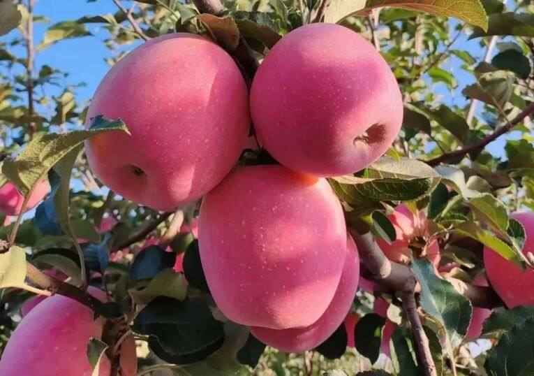 白馬鋪鎮(zhèn)的富士蘋果。