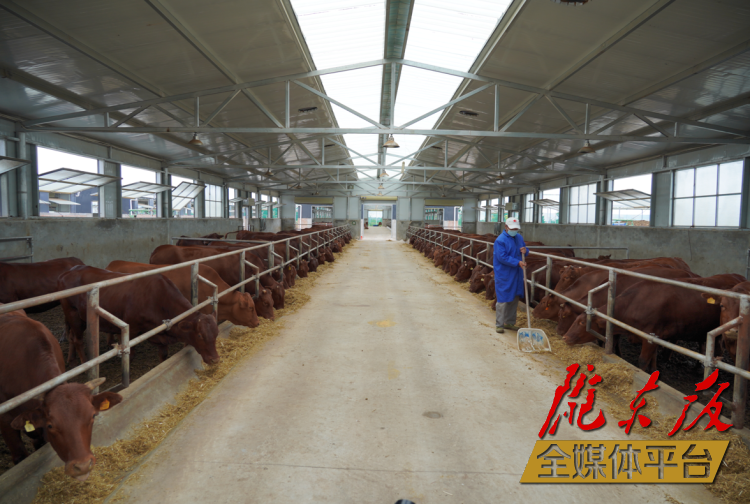 正寧縣正興現(xiàn)代農(nóng)牧千頭早勝牛繁育基地。本報(bào)記者 劉萍凝 攝