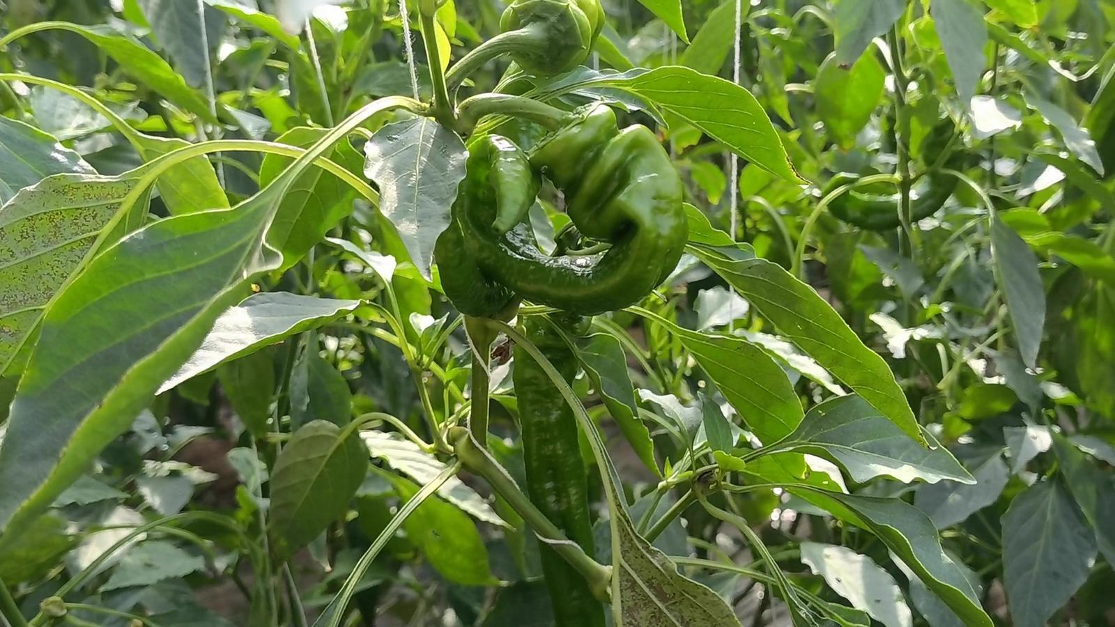 【春潮涌 繪新景丨寧縣篇】把“餐桌配菜”變成“致富主菜”！湘樂鎮(zhèn)奏響鄉(xiāng)村振興“椒”響曲