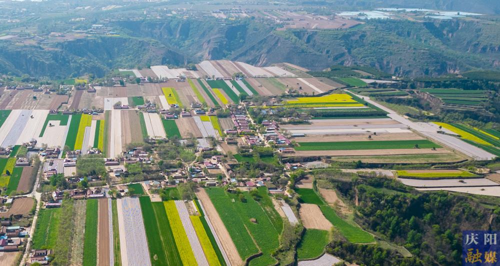 【攝影報(bào)道】西峰區(qū)3萬(wàn)余畝油菜花進(jìn)入盛花期