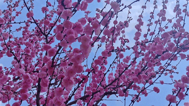 慶陽(yáng)的春日，舉目晴明，一路春暖花開