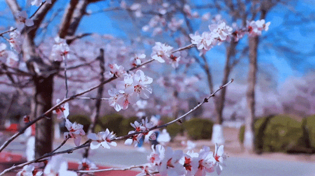 慶陽(yáng)的春日，舉目晴明，一路春暖花開(kāi)
