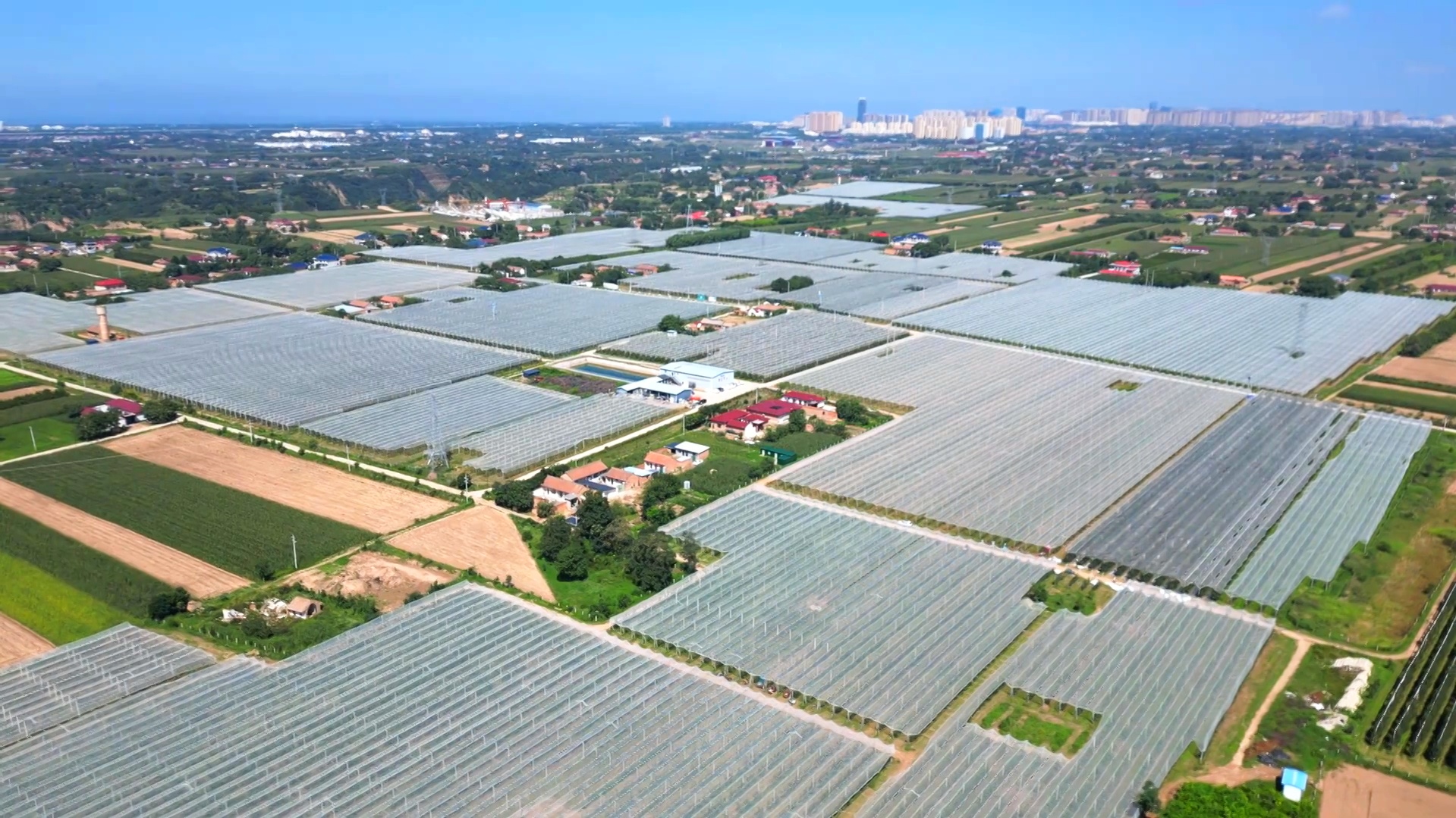 甘肅慶陽中熟蘋果走俏中秋市場 你的果盤里有它嗎？