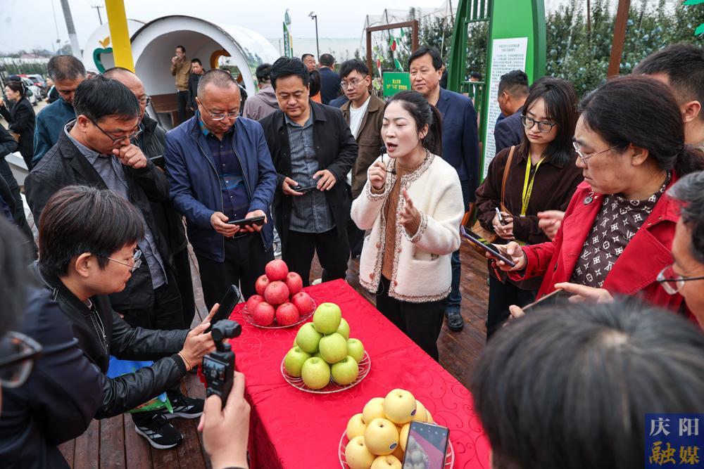 【攝影報(bào)道】兩百果商進(jìn)慶陽和全國“三瑞”新品種蘋果研討交流觀摩活動舉行