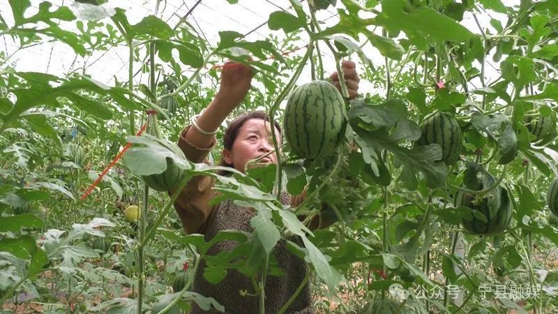 寧縣：設施農業(yè)“蔬”寫鄉(xiāng)村振興新“答卷”
