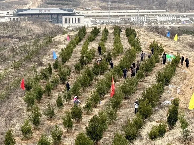 寧縣：空運苗木提質效 人機結合添新綠