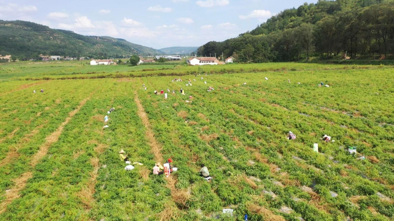 從“田間地頭”到“全國餐桌”的“辣”味崛起——寧縣推進構建辣椒全產業(yè)鏈發(fā)展紀實