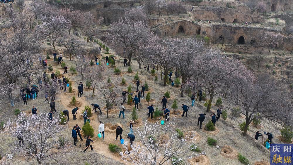 【攝影報道】再植新綠！慶陽市開展2025年義務植樹活動