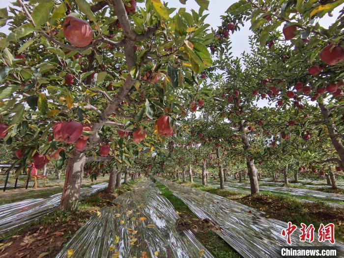 花牛蘋果故鄉(xiāng)讓天水花牛“更?！?>

                        <div   id=