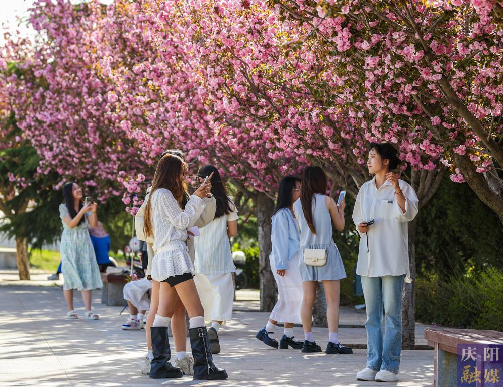 【攝影報道】 春日西峰，櫻花如詩，市民共赴浪漫花事