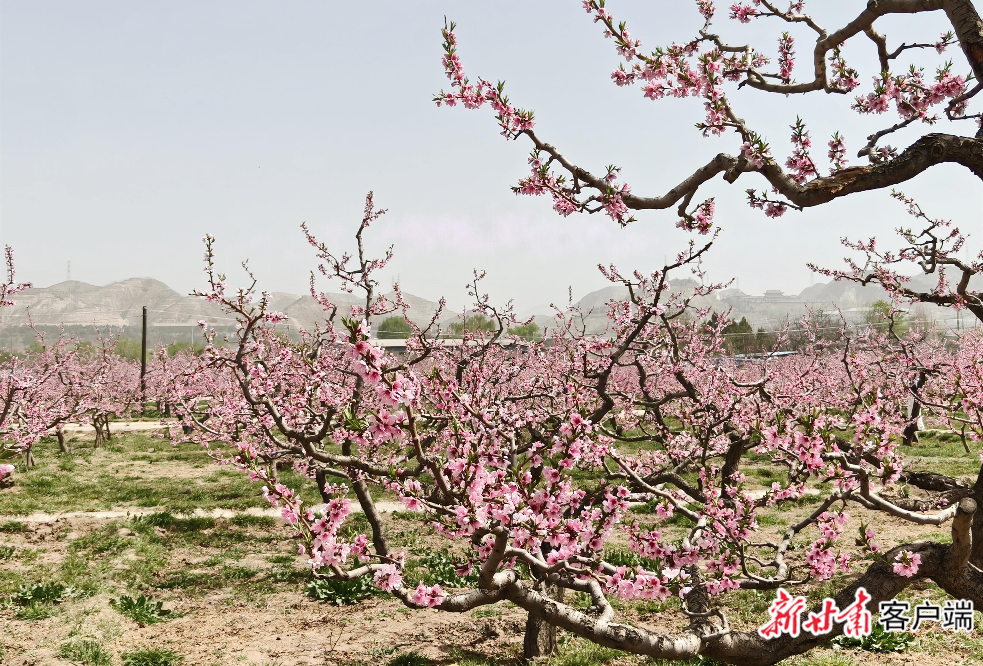 十里桃花始盛開！蘭州市第42屆桃花會開幕